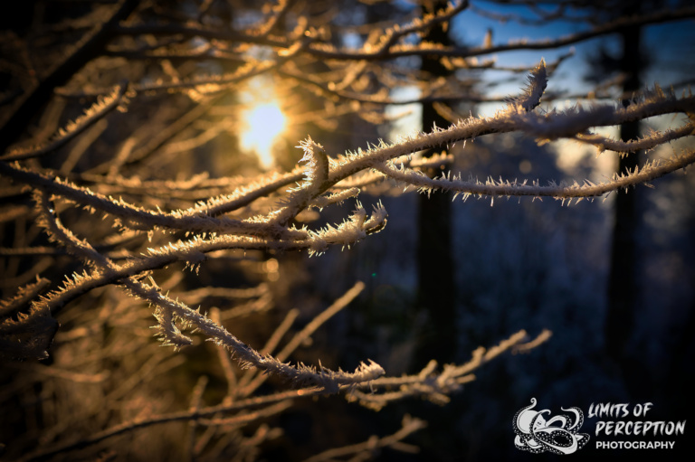 Frost / Eis / Schnee - Winter Dreams