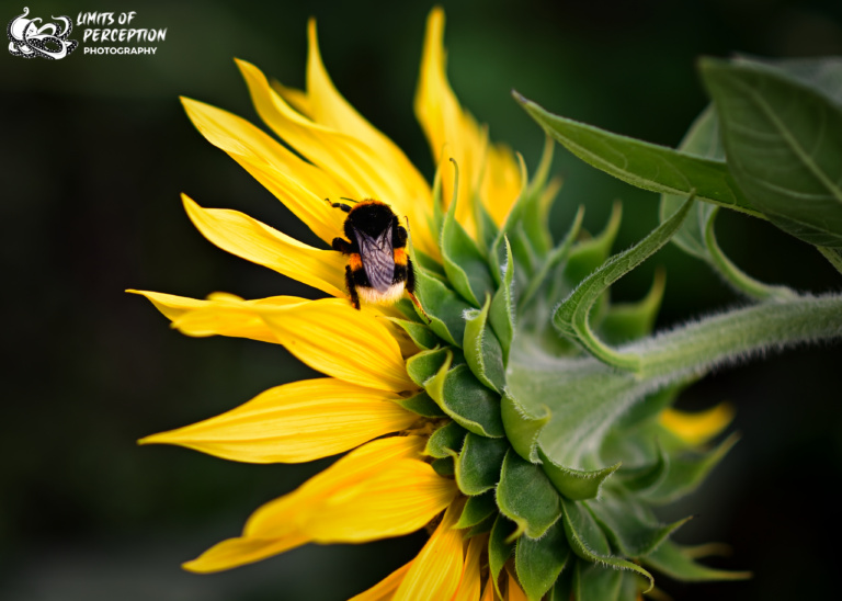 Sunflower with Bumblebee